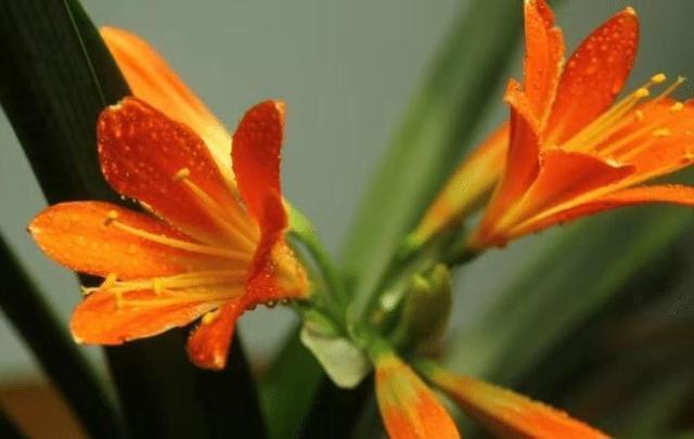 叶片|君子兰被誉为“花中君子”,品相高贵叶片油绿,4个妙招教你养好