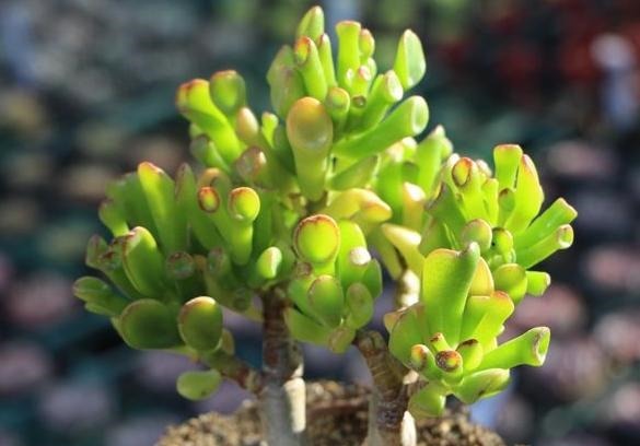 多肉吸财树天热怎么养掌握3方面,翠绿的叶子''红''了