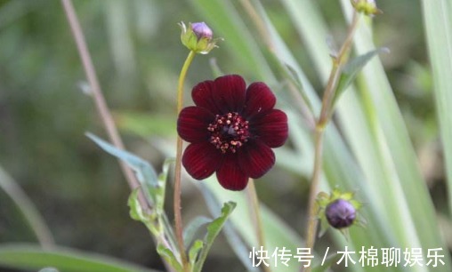 浪漫|大家见过黑色的菊花吗散发出巧克力的香味,使空气都是浪漫气息