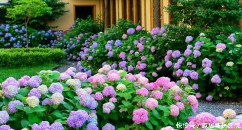 家庭养花,最受欢迎的4种花,高端大气上档次,人见人爱!