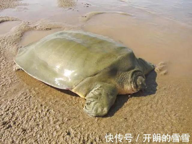 胆大包天，钓到鼋竟然敢网上公开叫卖！是钓鱼人的愚昧还是无知