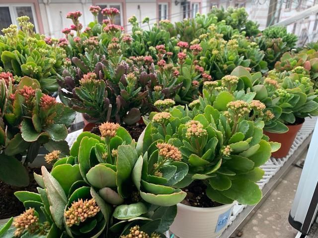 春天养花,掰个“新芽”塞盆里,15天生根长叶,养好还开花