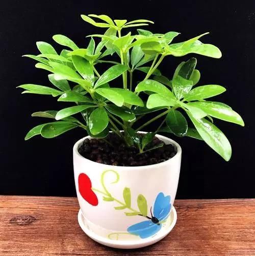 这4种花,剪个枝插水里,10天就生根,特别好养活!