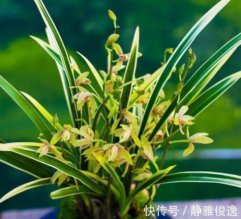 买到裸根带花的兰花苗，1步操作必须做，不然延缓生长，甚至枯死