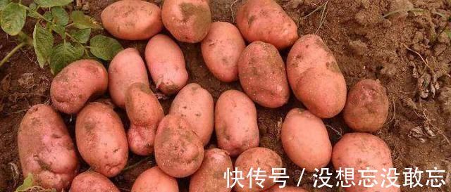 长得像红薯，吃起来像芋头，只卖3元一斤，吃一次就爱上它