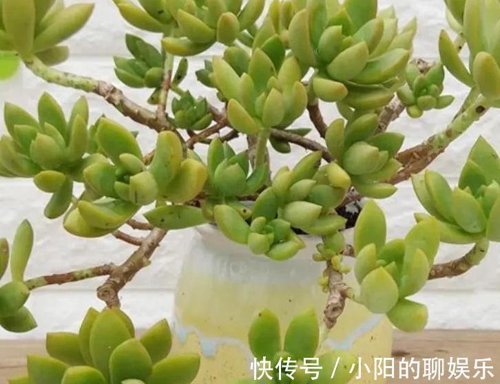 说实话多肉真好养,你只要注意3个事项,啥肉肉都能养活