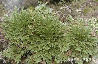 风湿|路边一种“龙骨草”,农民不知何用,却是不要钱的治“风湿”良药