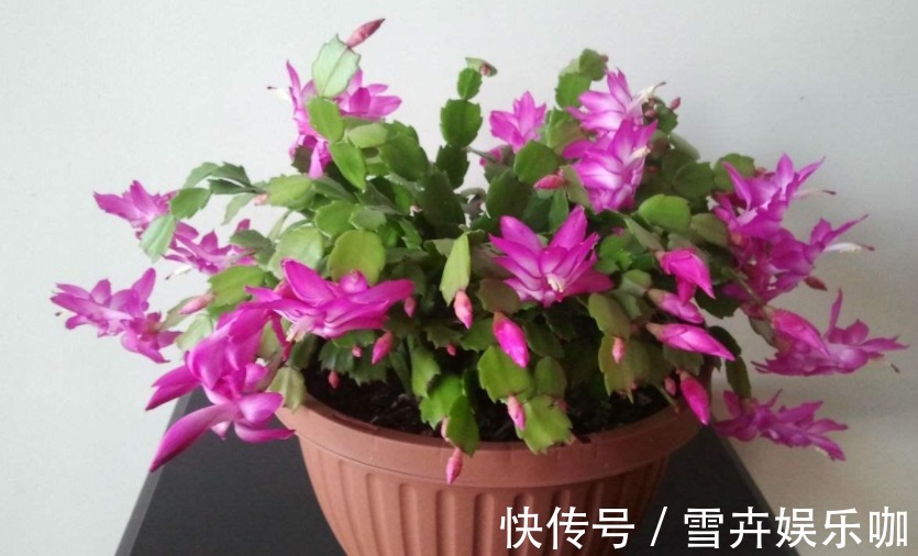 养花入门小知识:给盆栽浇水有哪些技巧或要求?