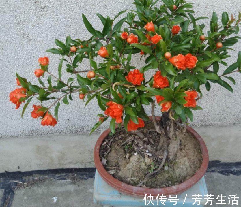 花花|盆栽石榴模样土？少了修剪这一步，咔嚓咔嚓，高大上