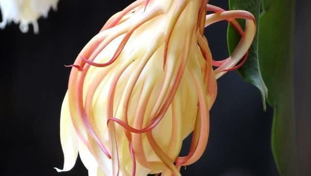 这几种花,养了就是赚到,花苞、果实、叶子都是好东西