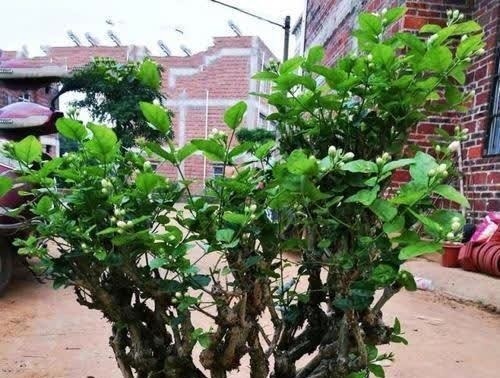 养了3年的茉莉花变老桩,长成“巨无霸”,清香宜人大半年!