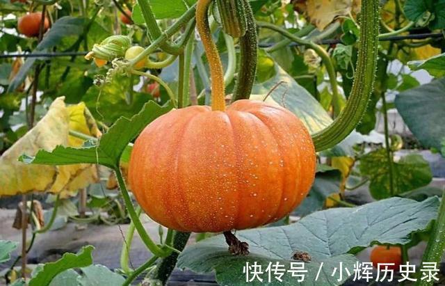 苦瓜|每天吃玉米,可以“控糖”吗?医生:若想胰岛健康,吃3物,做4事