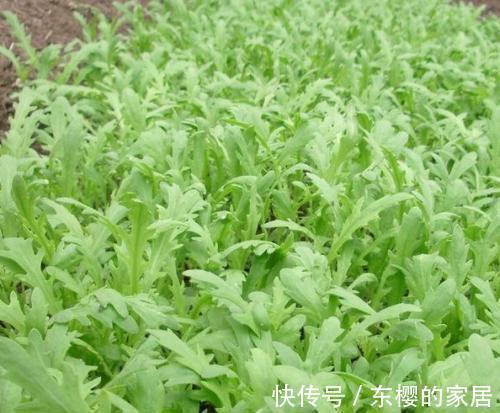 养肝护肝|女人养肝就是抗衰老，3种野菜，养肝护肝，清热解毒，清肝明目