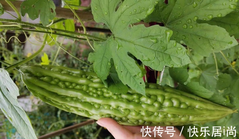 入伏|三伏天，不管有钱没钱，都要多吃“伏天5瓜”，应季而食顺利入伏！