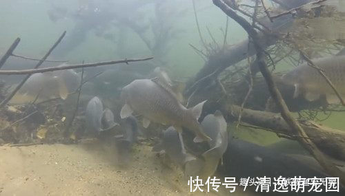 钓点|教你做一个“永久鱼窝”,只要别人不知道,连竿上鱼的永远是你