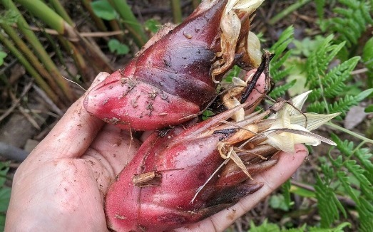 凉拌|65种野菜图片,带你认识不同的野菜和吃法,你想要的野菜这里都有