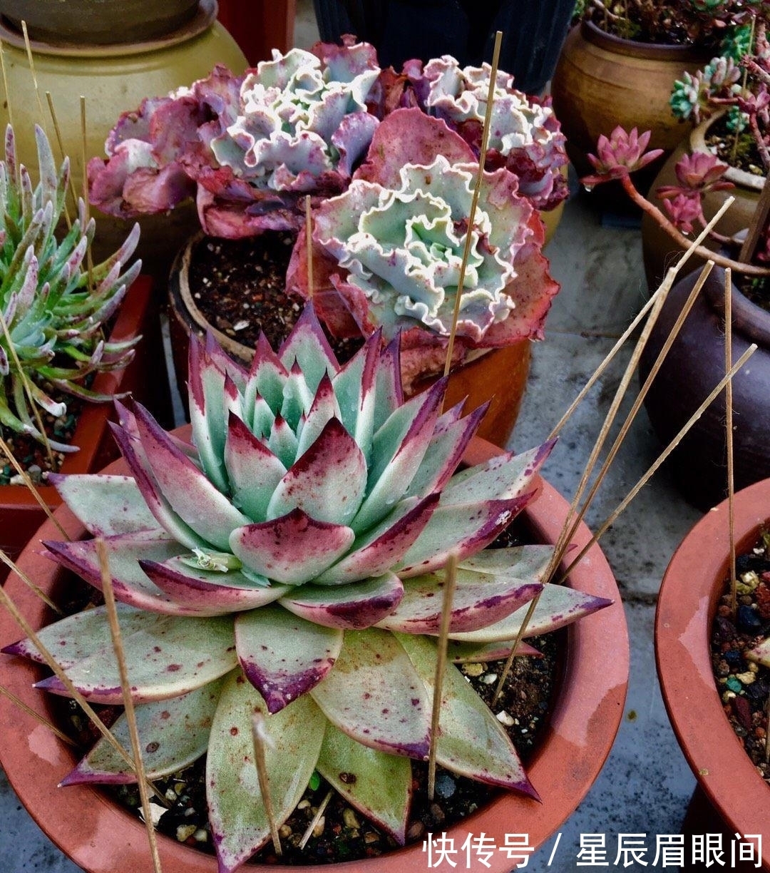 飞鸟|多肉露养,小心飞鸟,多肉叶子都吃了,插几根牙签,避免咬伤