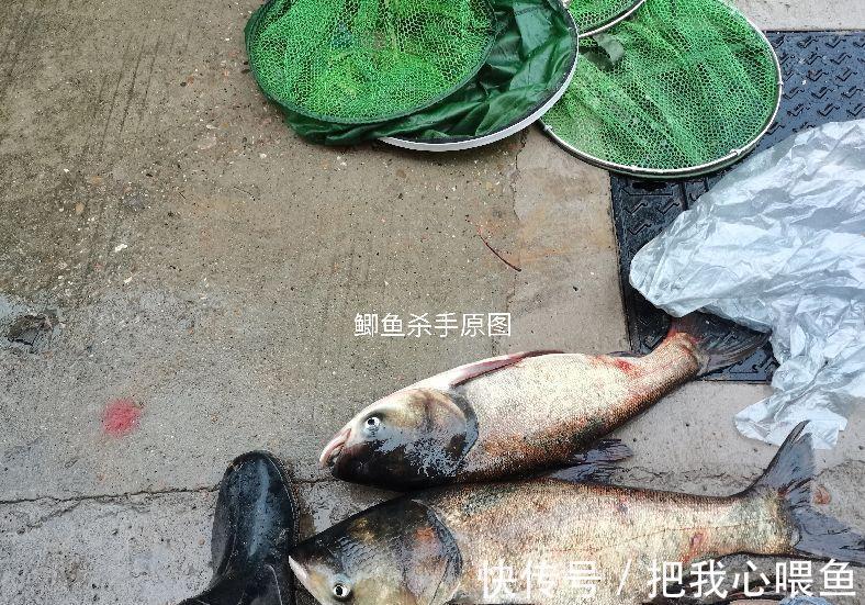 水域|我国一种杂交鱼，常被冒充土鲫鱼，很多钓友也分不清