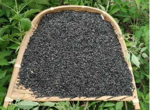 肾脏功能|它是肾的“黄金水”，别不舍得喝，补充“雄激素”，肾脏更有活力