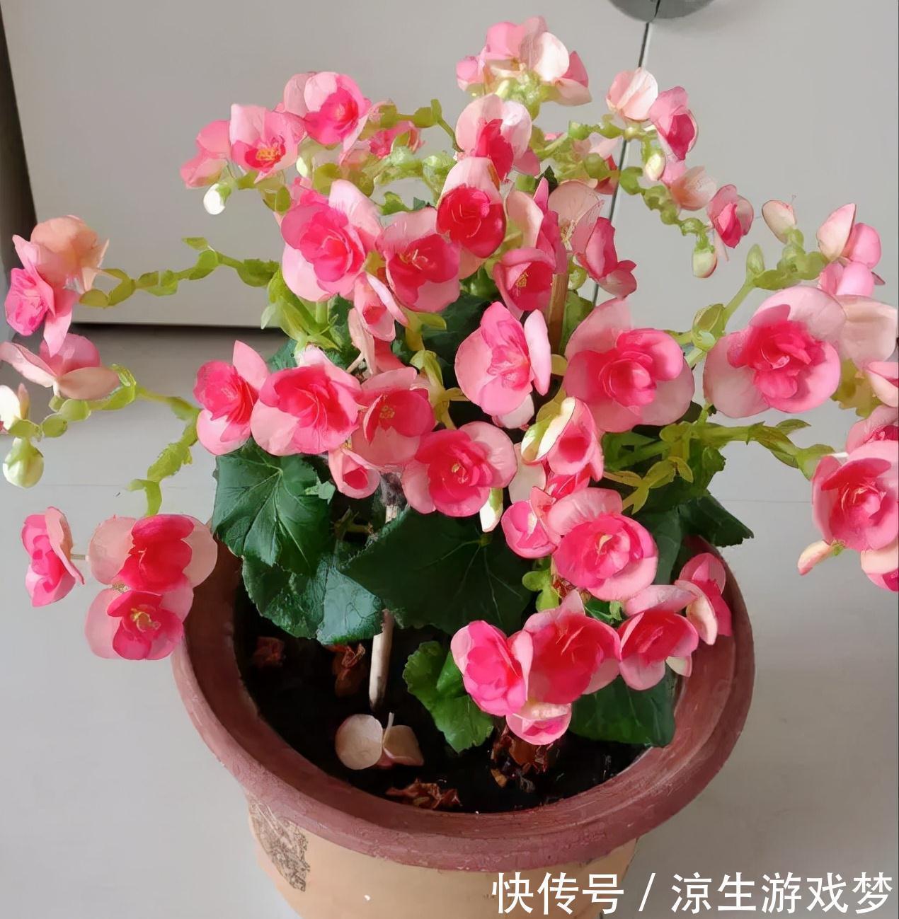 公认难养的10种“漂亮花”,没有几年养花经验,建议别买回家