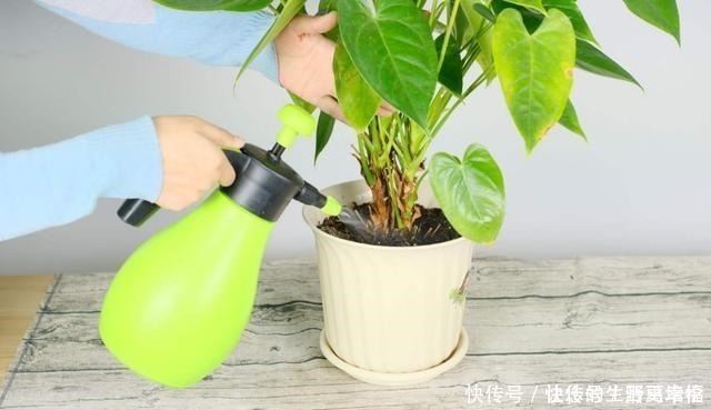 花友们|这4类花不能喷水,喷了就烂,快停手!这4类花不能喷水,喷了就烂,快停手!