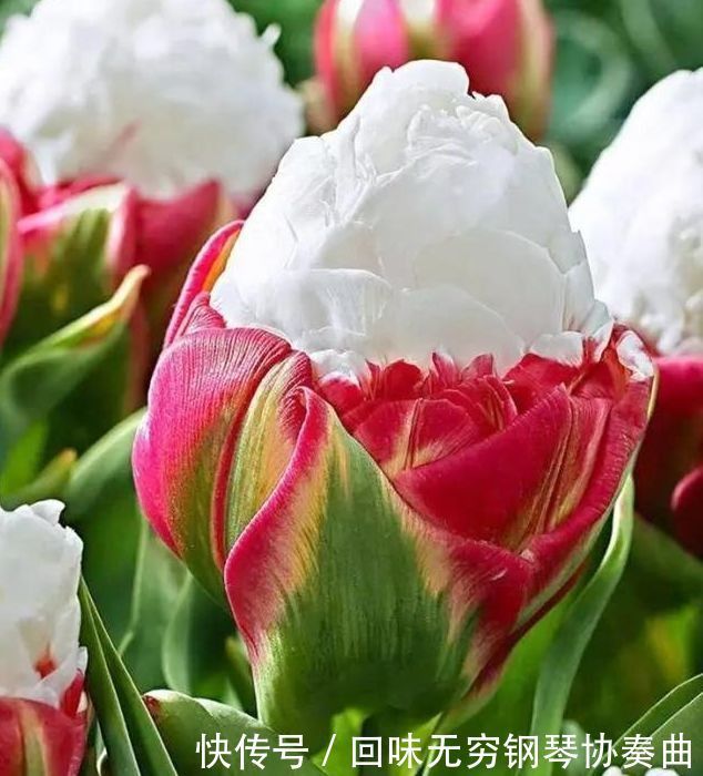 4种花是真正的“开花机器”,好养易活,还可净化空气