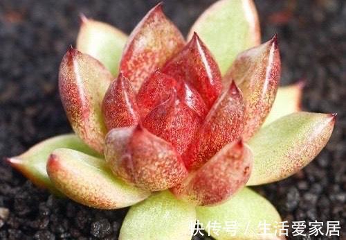 4种多肉美得独特,血燕拥有紫血斑,小红嘴的红唇最惊艳,真喜欢