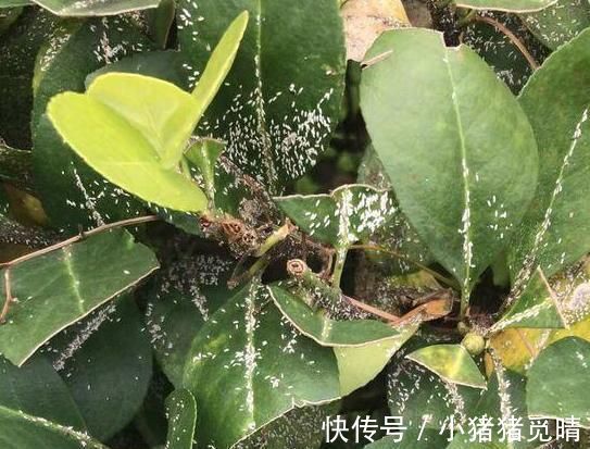 厨房|厨房里的小苏打用作养花，可搞定4点问题，让它们越长越旺