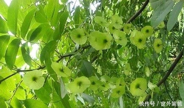 药用价值|天然“胰岛素”找到了，开水泡着喝，或会帮你预防“小糖人”