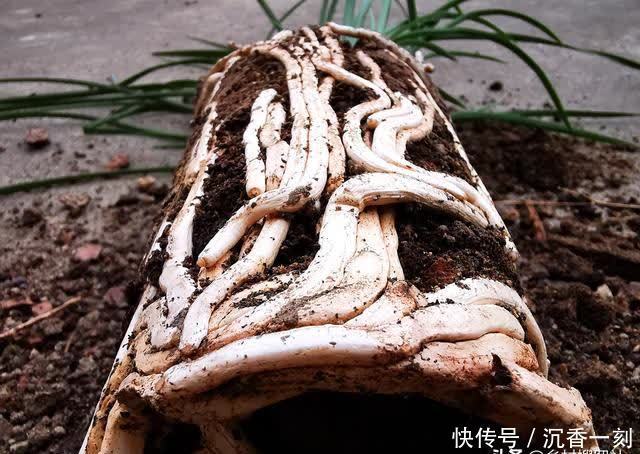 夏天|夏天如何管理兰花,才能确保不会烂根?这3点非常重要