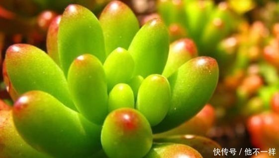 养花|新手养花不如养一盆“虹之玉”,红颜知己,心心相通