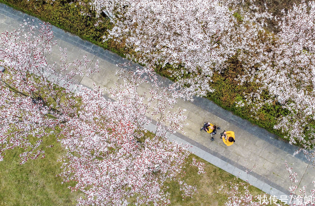 中年|春暖花开的重庆潼南航电公园，景美人少花又美，适合全家来春游