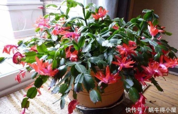 春季逛花市，邻居只买“4种花”，花香飘满屋，开花繁盛，很喜庆