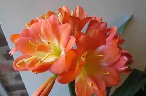 分株|君子兰五年不换盆换土长啥样?记住教训,分株的时候你会哭