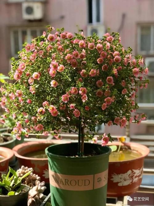 “最累”的8种花,花开连续几个月,一次开花几百朵!