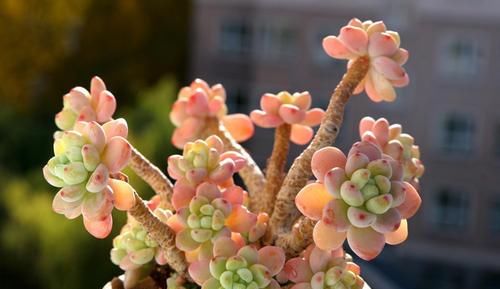 养多肉劳尔，做好3件事，香味浓郁长爆盆，变成香香大果冻