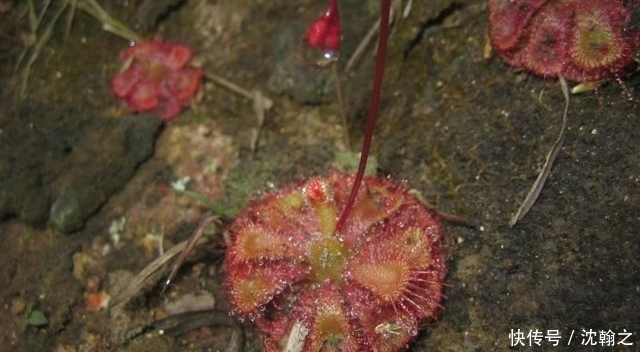 破坏|山里一种个头很小的野生物,不论谁遇见,都别破坏它,有价值