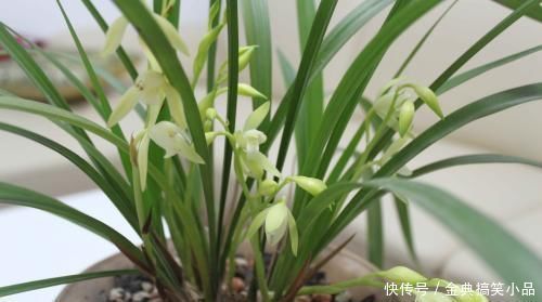 羊粪|什么淘米水、黄豆水都不如它，用来养兰花，新叶侧芽一起长