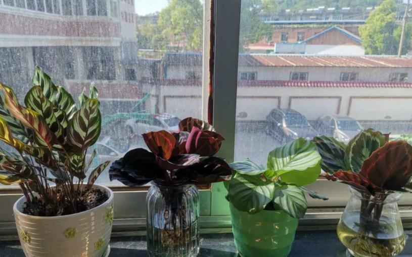 值得室内盆栽的4款植物,于风水有益,还好养又漂亮