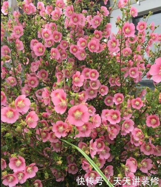 养花试试这几款，花开繁盛花香怡人，四季繁花似锦，美