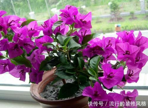 花卉|7种花，再心动也别买，带回家养不活，新手选择要慎重！