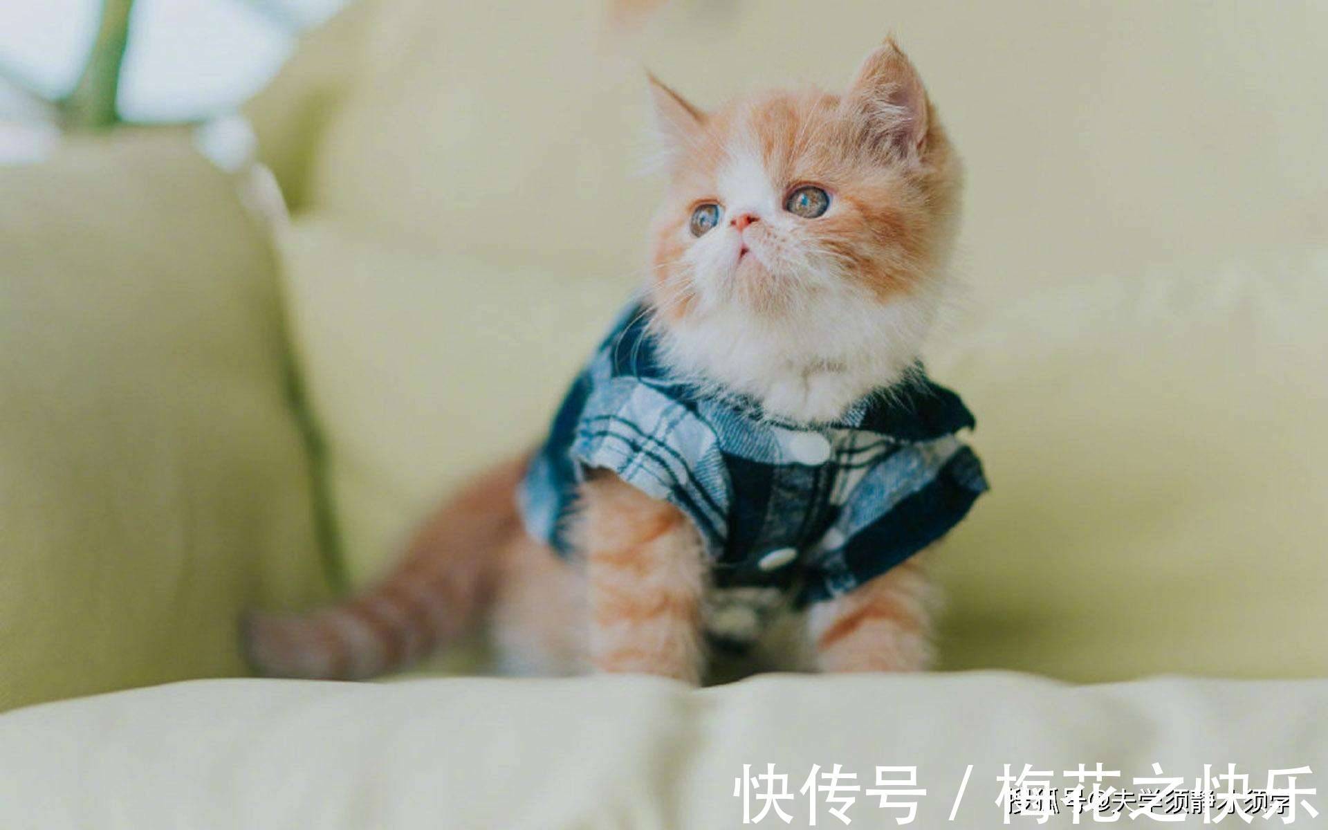 |内涵段子:我媳妇一头假发,今天特意买了顶头纱,结果出糗了!