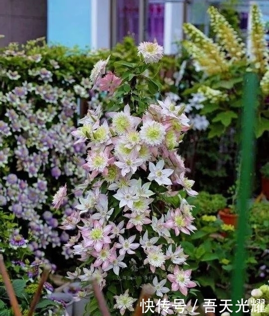 年度十大流行花卉,摆在家里大吉大利,活力无限,还有品味!