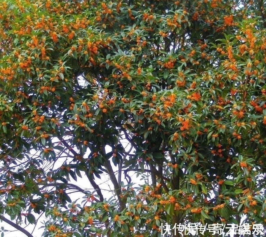 院子里不要乱种树,这6种树不仅能添福旺宅,还能招财纳福