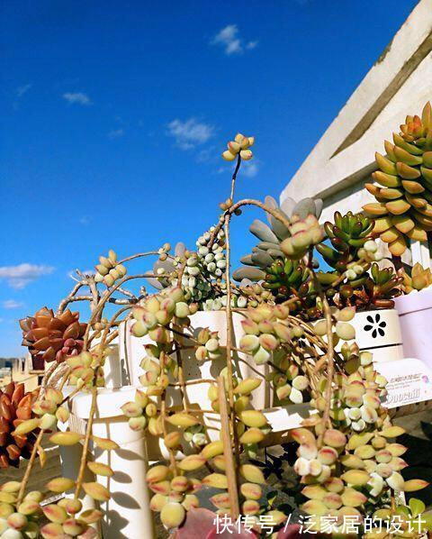 福娘|多肉达摩福娘来头真不小,姐妹多,人气高,养一盆不后悔