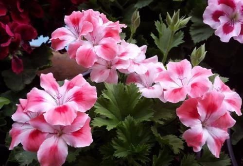 玛格丽特|开花易爆盆的6种花,再忙也要养一盆,美翻你的阳台