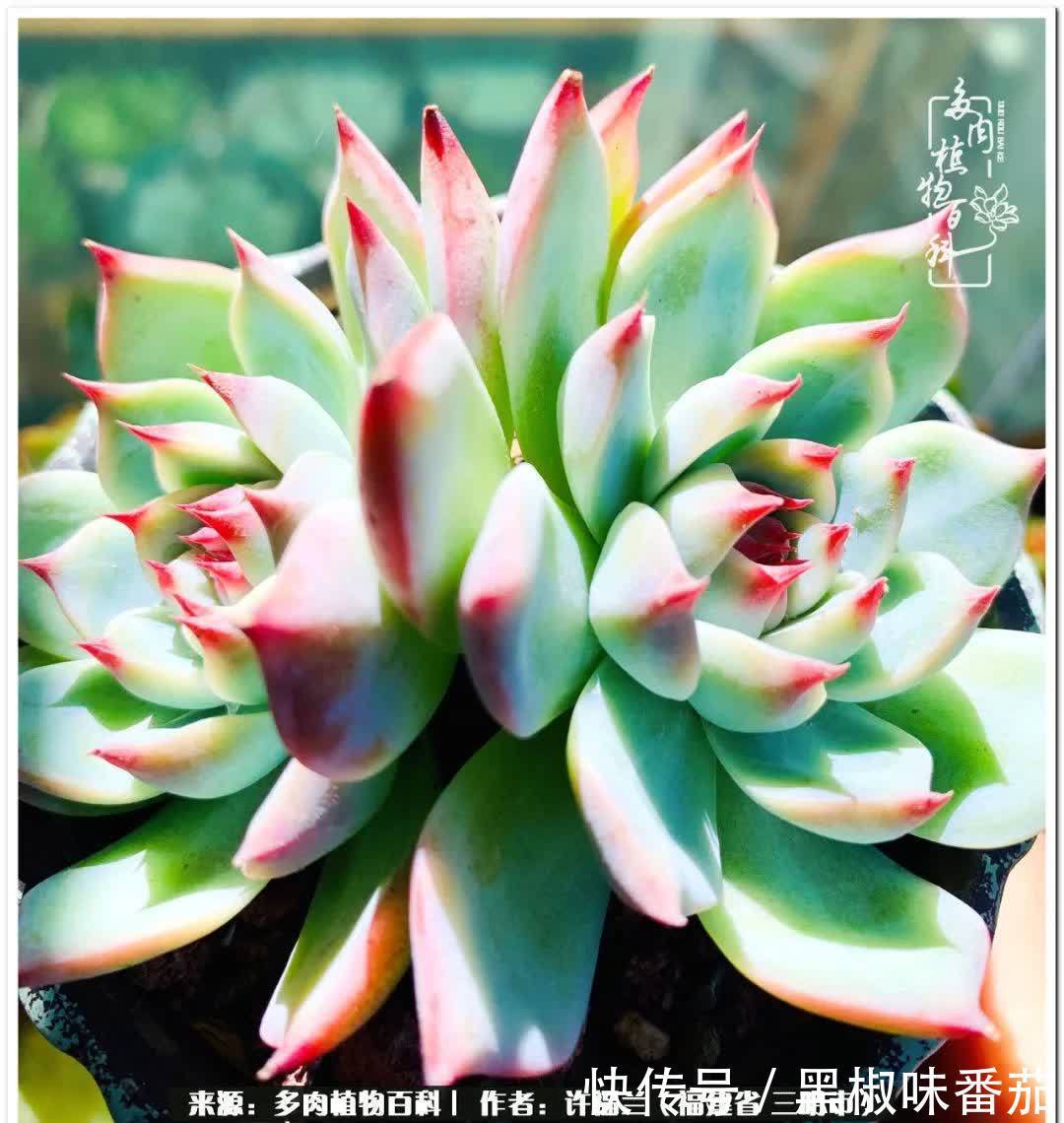 尖尖|养多肉两年，美丽与赏心悦目并存！