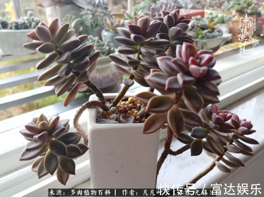 养肉路上,累并快乐着!时光不语,静待花开!