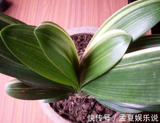 盆栽|养殖君子兰盆栽，想要叶绿根茎粗得''喂点它''，在家就能自制