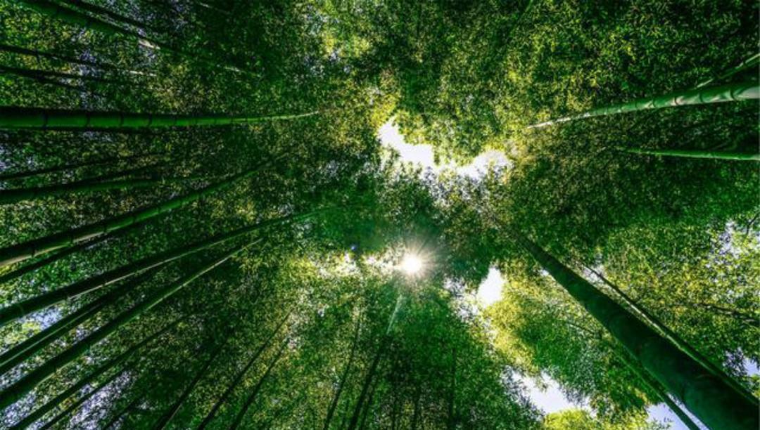 长安@王维的境界无人能及,晚年写下的这首五绝,一字一句超凡脱俗!